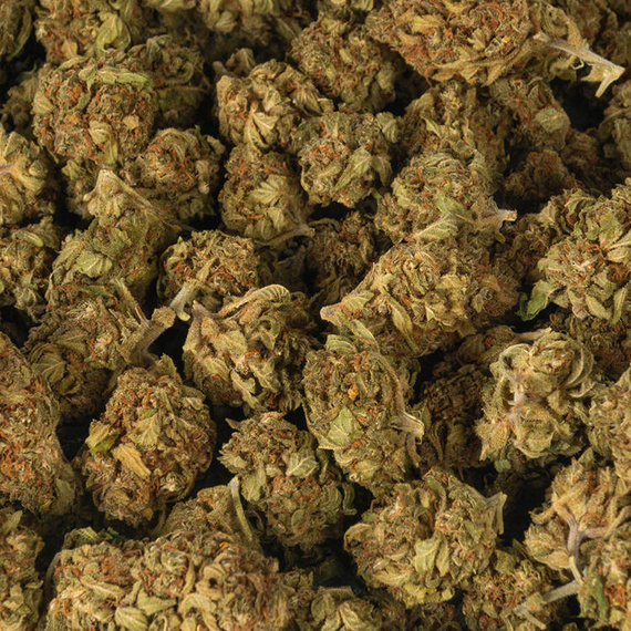 Kwiaty Konopi Susz Konopny <10% "GORILLA GLUE" 2g